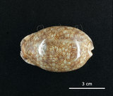 中文名:花枕寶螺(004976-00147)學名:Cypraea eglantina Duclos, 1833(004976-00147)