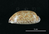 中文名:花枕寶螺(005814-00029)學名:Cypraea eglantina Duclos, 1833(005814-00029)