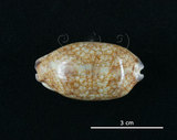 中文名:花枕寶螺(005814-00029)學名:Cypraea eglantina Duclos, 1833(005814-00029)