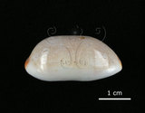 中文名:雨絲寶螺(001737-00083)學名:Cypraea isabella Linnaeus, 1758(001737-00083)