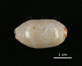 中文名:雨絲寶螺(001737-00083)學名:Cypraea isabella Linnaeus, 1758(001737-00083)