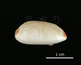 中文名:雨絲寶螺(002119-00025)學名:Cypraea isabella Linnaeus, 1758(002119-00025)