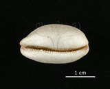 中文名:雨絲寶螺(002119-00025)學名:Cypraea isabella Linnaeus, 1758(002119-00025)