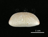 中文名:雨絲寶螺(002119-00025)學名:Cypraea isabella Linnaeus, 1758(002119-00025)