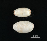 中文名:雨絲寶螺(002119-00025)學名:Cypraea isabella Linnaeus, 1758(002119-00025)