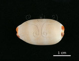 中文名:雨絲寶螺(002119-00026)學名:Cypraea isabella Linnaeus, 1758(002119-00026)