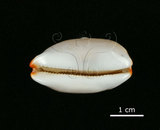 中文名:雨絲寶螺(002119-00026)學名:Cypraea isabella Linnaeus, 1758(002119-00026)