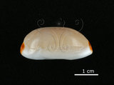 中文名:雨絲寶螺(002119-00026)學名:Cypraea isabella Linnaeus, 1758(002119-00026)