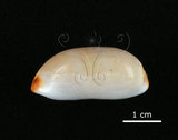 中文名:雨絲寶螺(002119-00026)學名:Cypraea isabella Linnaeus, 1758(002119-00026)