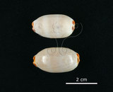 中文名:雨絲寶螺(002119-00026)學名:Cypraea isabella Linnaeus, 1758(002119-00026)