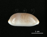 中文名:雨絲寶螺(002119-00027)學名:Cypraea isabella Linnaeus, 1758(002119-00027)