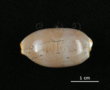 中文名:雨絲寶螺(002119-00027)學名:Cypraea isabella Linnaeus, 1758(002119-00027)