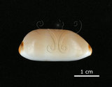 中文名:雨絲寶螺(002119-00065)學名:Cypraea isabella Linnaeus, 1758(002119-00065)