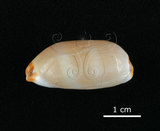 中文名:雨絲寶螺(002119-00065)學名:Cypraea isabella Linnaeus, 1758(002119-00065)