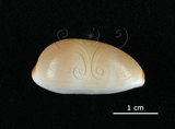 中文名:雨絲寶螺(002119-00066)學名:Cypraea isabella Linnaeus, 1758(002119-00066)