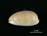 中文名:雨絲寶螺(002119-00066)學名:Cypraea isabella Linnaeus, 1758(002119-00066)