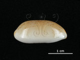 中文名:雨絲寶螺(002119-00075)學名:Cypraea isabella Linnaeus, 1758(002119-00075)