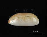 中文名:雨絲寶螺(002119-00075)學名:Cypraea isabella Linnaeus, 1758(002119-00075)