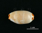 中文名:雨絲寶螺(002368-00384)學名:Cypraea isabella Linnaeus, 1758(002368-00384)