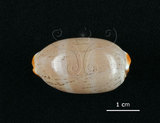 中文名:雨絲寶螺(002368-00385)學名:Cypraea isabella Linnaeus, 1758(002368-00385)