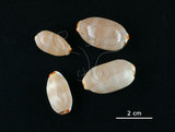 中文名:雨絲寶螺(002368-00385)學名:Cypraea isabella Linnaeus, 1758(002368-00385)