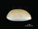 中文名:雨絲寶螺(002368-00386)學名:Cypraea isabella Linnaeus, 1758(002368-00386)