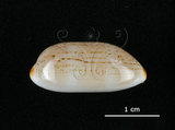 中文名:雨絲寶螺(002629-00043)學名:Cypraea isabella Linnaeus, 1758(002629-00043)
