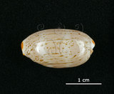中文名:雨絲寶螺(002629-00043)學名:Cypraea isabella Linnaeus, 1758(002629-00043)