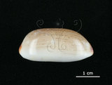 中文名:雨絲寶螺(002672-00069)學名:Cypraea isabella Linnaeus, 1758(002672-00069)
