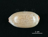 中文名:雨絲寶螺(002672-00069)學名:Cypraea isabella Linnaeus, 1758(002672-00069)