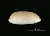 中文名:雨絲寶螺(002831-00030)學名:Cypraea isabella Linnaeus, 1758(002831-00030)