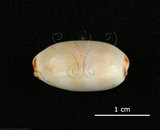 中文名:雨絲寶螺(002831-00030)學名:Cypraea isabella Linnaeus, 1758(002831-00030)
