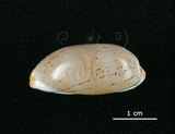中文名:雨絲寶螺(003233-00027)學名:Cypraea isabella Linnaeus, 1758(003233-00027)