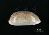中文名:雨絲寶螺(003374-00011)學名:Cypraea isabella Linnaeus, 1758(003374-00011)