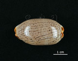 中文名:雨絲寶螺(003374-00011)學名:Cypraea isabella Linnaeus, 1758(003374-00011)