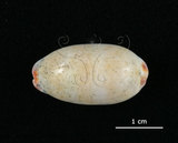 中文名:雨絲寶螺(004962-00049)學名:Cypraea isabella Linnaeus, 1758(004962-00049)