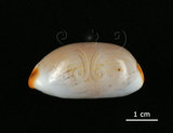 中文名:雨絲寶螺(005814-00033)學名:Cypraea isabella Linnaeus, 1758(005814-00033)