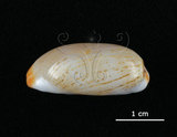 中文名:雨絲寶螺(005814-00034)學名:Cypraea isabella Linnaeus, 1758(005814-00034)