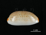 中文名:雨絲寶螺(005814-00066)學名:Cypraea isabella Linnaeus, 1758(005814-00066)