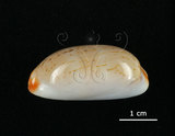 中文名:雨絲寶螺(005814-00066)學名:Cypraea isabella Linnaeus, 1758(005814-00066)