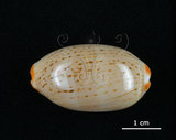 中文名:雨絲寶螺(005814-00066)學名:Cypraea isabella Linnaeus, 1758(005814-00066)