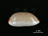 中文名:雨絲寶螺(006146-00031)學名:Cypraea isabella Linnaeus, 1758(006146-00031)
