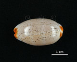 中文名:雨絲寶螺(006146-00031)學名:Cypraea isabella Linnaeus, 1758(006146-00031)