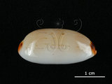 中文名:雨絲寶螺(006146-00032)學名:Cypraea isabella Linnaeus, 1758(006146-00032)
