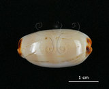 中文名:雨絲寶螺(006146-00032)學名:Cypraea isabella Linnaeus, 1758(006146-00032)