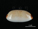 中文名:雨絲寶螺(006146-00034)學名:Cypraea isabella Linnaeus, 1758(006146-00034)