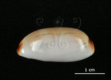 中文名:雨絲寶螺(006146-00034)學名:Cypraea isabella Linnaeus, 1758(006146-00034)