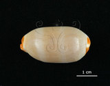 中文名:雨絲寶螺(003276-00039)學名:Cypraea isabella Linnaeus, 1758(003276-00039)