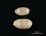 中文名:雨絲寶螺(003276-00039)學名:Cypraea isabella Linnaeus, 1758(003276-00039)
