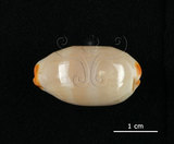 中文名:雨絲寶螺(003832-00016)學名:Cypraea isabella Linnaeus, 1758(003832-00016)